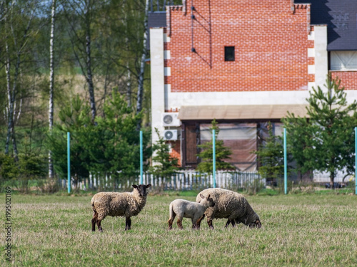 Sheep and lamb grazing on ranch pasture. Eco tourism farming scene with livestock at countryside house. Agriculture and rural life concept with wool animal in meadow at spring time.