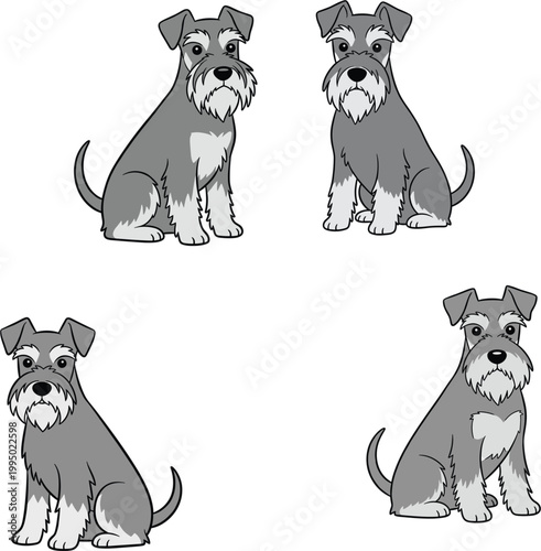 Cute gray miniature schnauzer dog character collection in sitting poses with salt and pepper fur for pet care veterinary and animal lover design