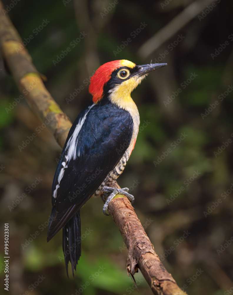Fototapeta premium Pájaro carpintero arco iris