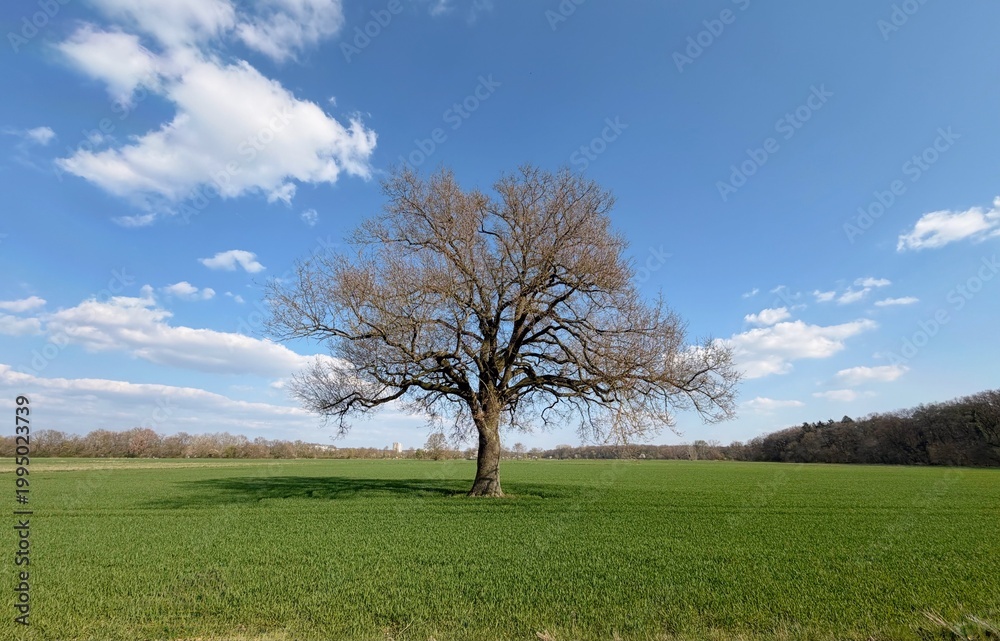 Fototapeta premium lonely tree in the field