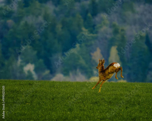 Stunning moment of a wild roe deer captured mid-air during a high jump over a vibrant green hill in the countryside.
