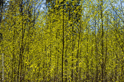 Billede på lærred Young birch trees with fresh spring leaves in forest