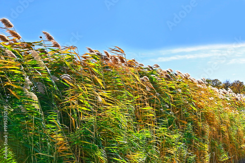 Fotografie Common reed (Phragmites australis) spinney and sky