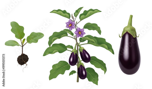 Planting cultivation vector illustration flat design vegetable farming infographic