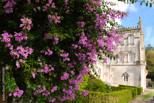 Blooming bougainvillea and vegetation in the park in front of the Busaco Palace in Portugal Coimbra region. Themes include travel, cultural heritage, and natural beauty.
