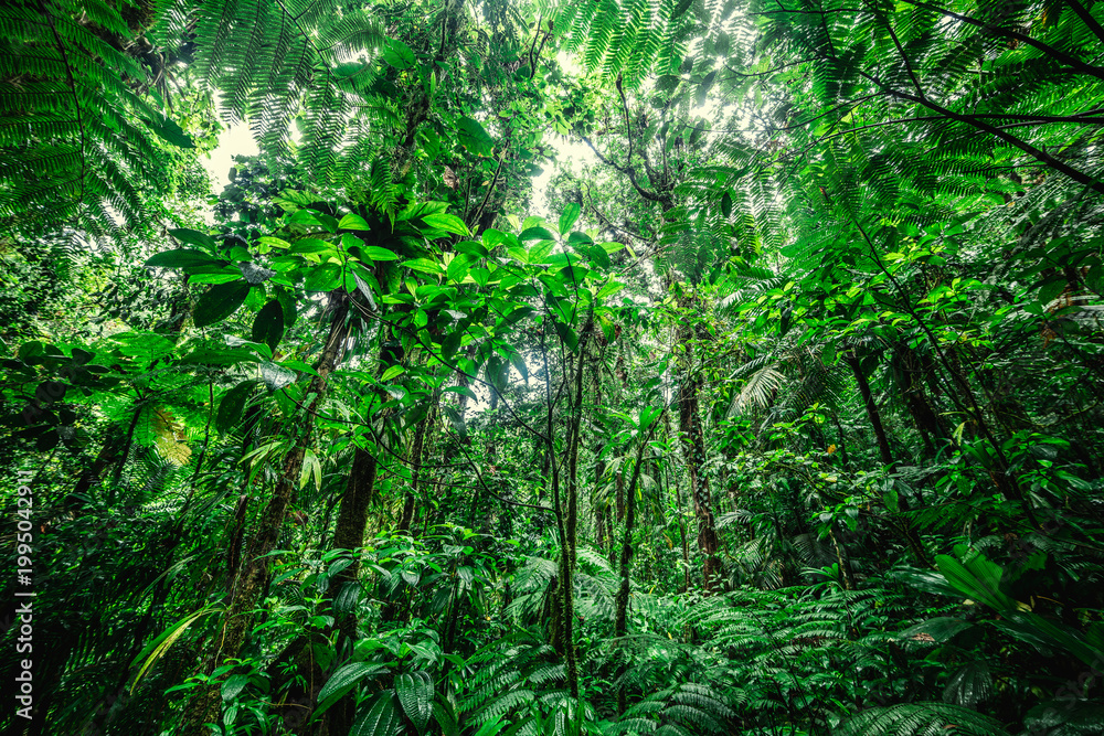 Fototapeta premium Dense tropical rainforest foliage in Basse Terre Guadeloupe jungle
