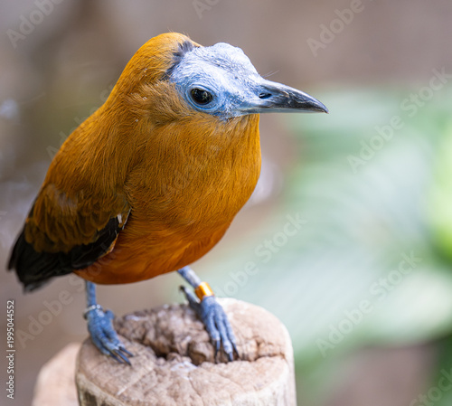 Фотография BIrd posing on the wood in zoo Zlin.