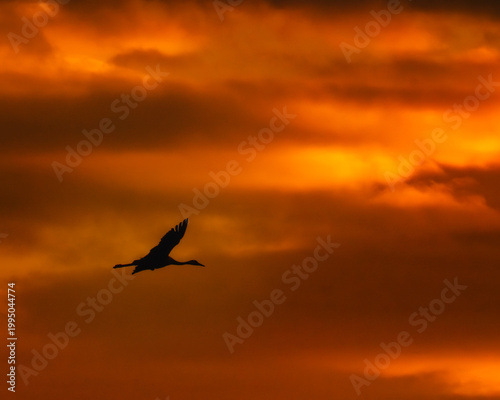 Silhouette of a crane flying against a dramatic orange and gold sunset sky. Beautiful nature scene depicting migration and freedom during golden hour.