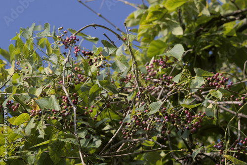 Bild auf Leinwand Wild Grapes Growing on Vine with Green Leaves and Blue Sky