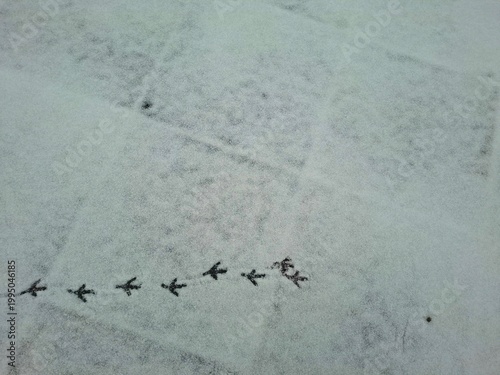 Small bird footprints in fresh snow on paved ground, winter nature tracks concept

