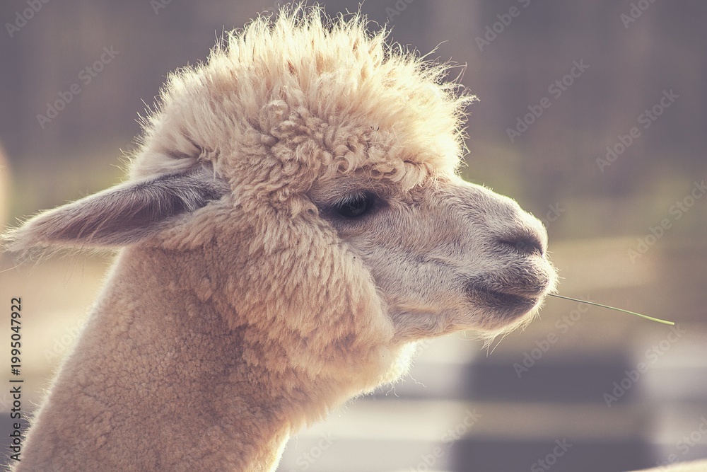 Fototapeta premium Alpaca chewing grass enjoying sunlight outdoors