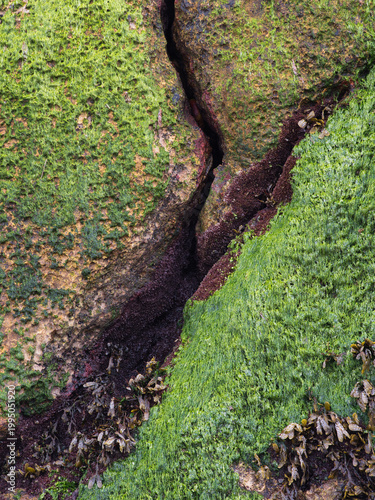 Abstract Detail of Coastal Rock with Algae - Vibrant close-up of a deep crack in a coastal rock, covered by dense green algae and darker seaweed, creating a rich abstract texture and pattern.