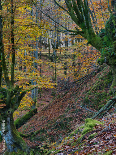 Ancient Beech Trees with Mossy Roots - Enchanting vertical view of a beech forest in autumn, with moss-covered tree trunks and gnarled roots over a ground carpeted with fallen brown leaves.