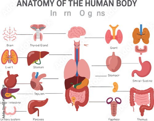 Anatomy of the human body internal organs vector illustration featuring brain heart lungs liver stomach kidneys and digestive system for medical education health infographic design.