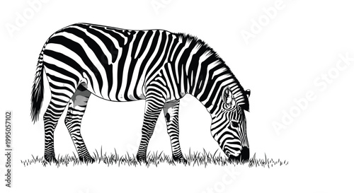 Zebra illustration depicts a solitary striped equine grazing on tall grass in a simple black and white design with plenty of copy space.