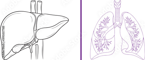 Line art illustration of human liver and lungs isolated on white background