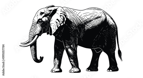 An elephant stands in a profile position, showing its massive tusks and thick skin texture in this detailed black and white ink drawing style.