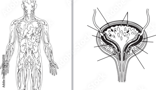Human circulatory system and urinary bladder anatomical diagrams, black and white line art illustration isolated on white background