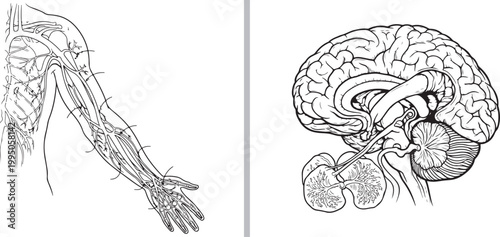 Human arm circulatory and lymphatic system with brain anatomy illustration isolated on white background