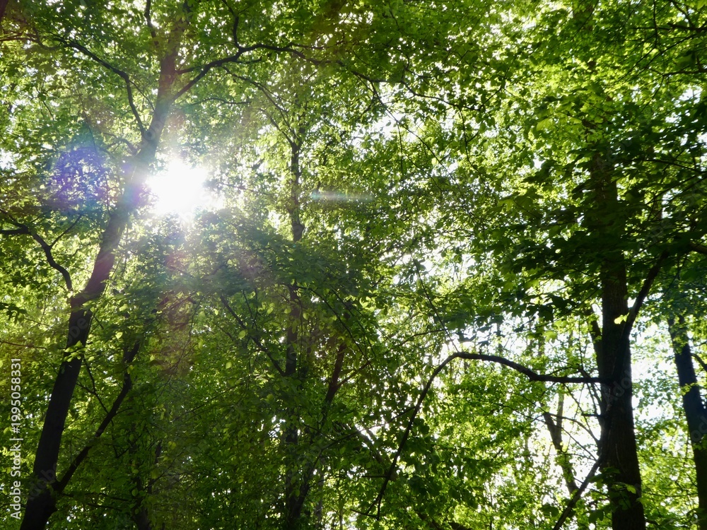 Fototapeta premium Bright sunbeams filtering through a lush green forest canopy