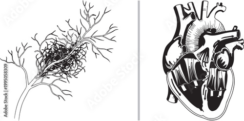 Detailed black and white vector illustration of human heart anatomy with internal structures isolated on white background