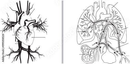 Detailed human circulatory system and heart anatomy illustration with blood flow diagram, isolated on white background