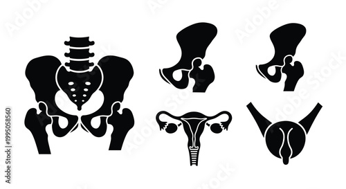 Anatomical illustrations of the human pelvis and reproductive system silhouette
