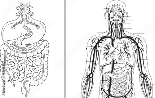 Detailed black and white line art illustration of human internal organs and circulatory system isolated on white background