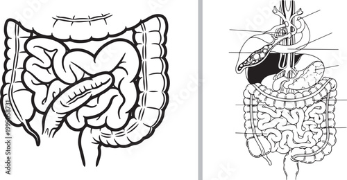 Human Digestive System Anatomy Line Art Vector Illustration Isolated on White Background for Medical Education