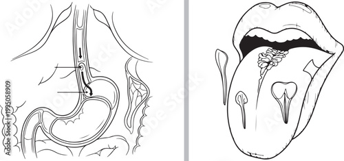 Black and white vector illustration of human digestive system stomach and tongue anatomy isolated on white background