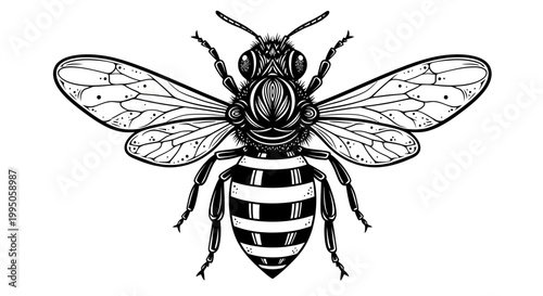 Detailed Vintage Bee Illustration
