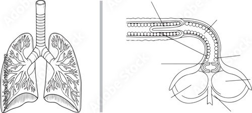 Human respiratory system lungs and alveoli anatomy diagram vector illustration isolated on white background