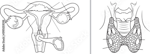 Educational vector illustration of female reproductive and thyroid gland anatomy isolated on white background