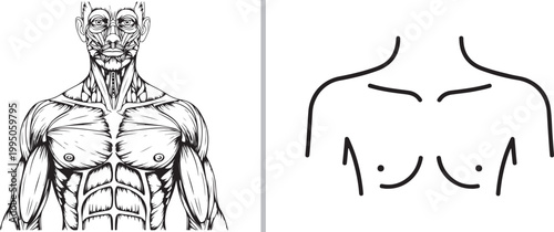 Human muscular system anatomy and minimalist chest icon vector illustration isolated on white background