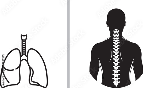 Human lungs and spine anatomical vector icons for medical health design isolated on white background