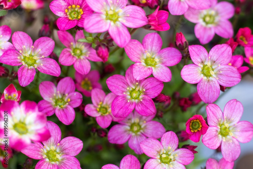 Pink flowers small green texture closeup background 