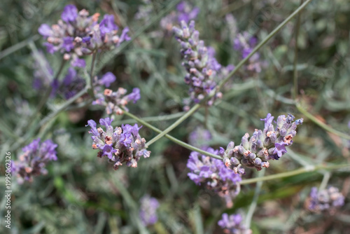 Lavender flowers purple texture closeup background 