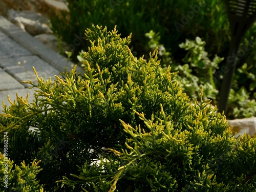 Close-up of golden evergreen shrub foliage in a sunny garden