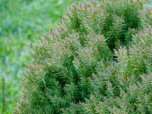 Close-up of a decorative dwarf conifer bush in a spring garden