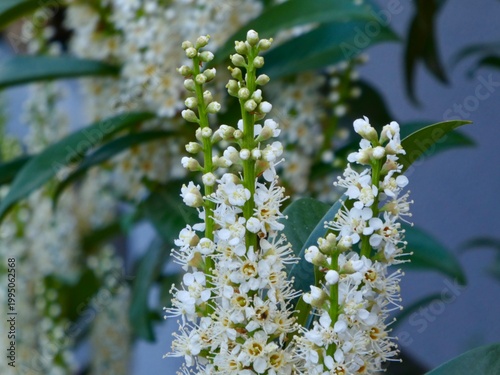 Macro of Cherry Laurel flower spikes with white blossoms and buds