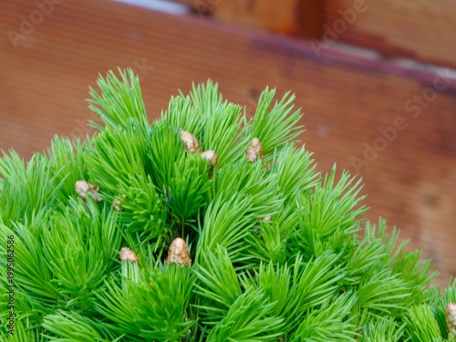 Close-up of new growth and buds on a dwarf conifer in spring