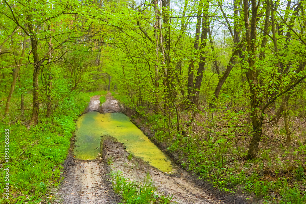 Fototapeta premium ground road with pond through the green spring forest