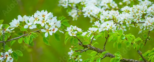 closeup apple tree branch in blossom