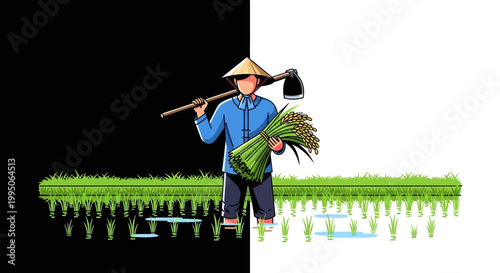 Asian farmer working in rice field.