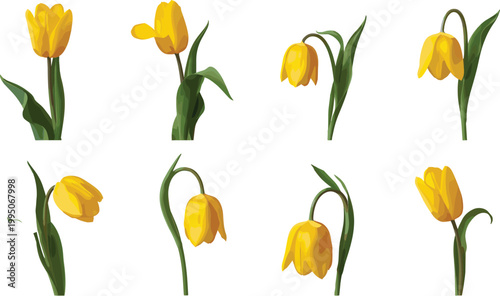 Yellow Tulip Flowers in Various Poses and Styles for Nature Illustrations, Floral Art, and Spring Designs