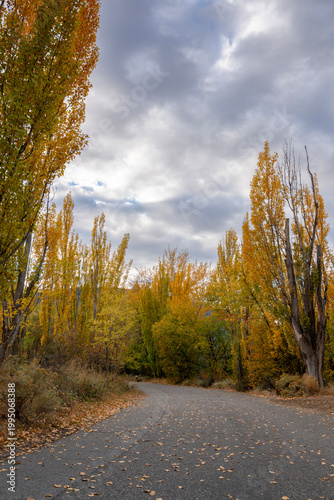 Golden Country Road in Autumn vertical. A curve in a country road in autumn.
