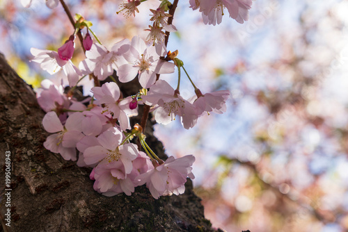 Cherry blossom in the Centrtal park of Andorra la Vella Pyrenees mountains