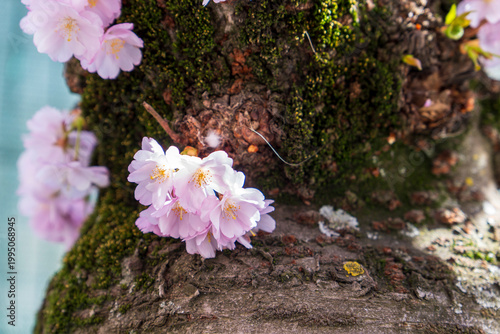 Cherry blossom in the Centrtal park of Andorra la Vella Pyrenees mountains