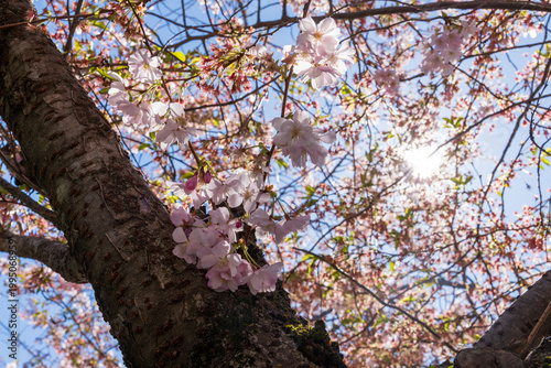 Cherry blossom in the Centrtal park of Andorra la Vella Pyrenees mountains