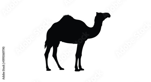 Tableau sur toile Silhouette of a dromedary camel standing in profile against white
